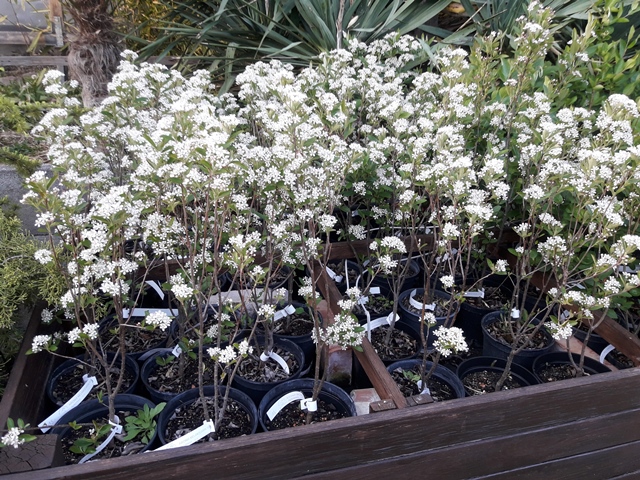 Aronia arbutifolia "Erecta" 80cm